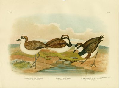 Black-Fronted Dotterel, 1891 by Gracius Broinowski